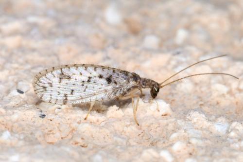 Micromus sp.